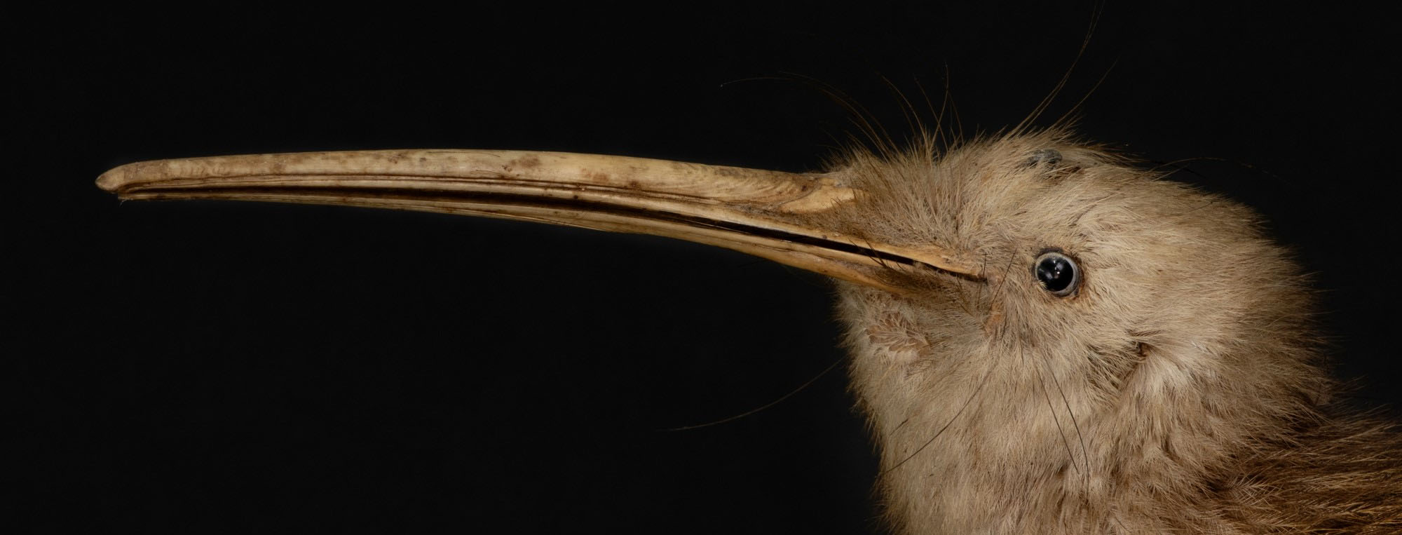 A kiwi face.